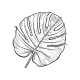 COLLECTION - COLLECTION - Enjoy Flowers - Feuille de Monstera