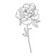 COLLECTION - Enjoy Flowers - Pivoine avec tige
